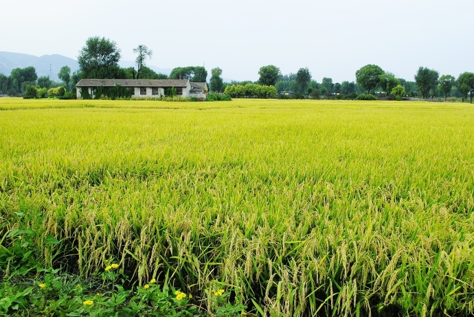  p data-id="gnbtmc136k">晋祠大米,山西省太原市 a target="_blank"