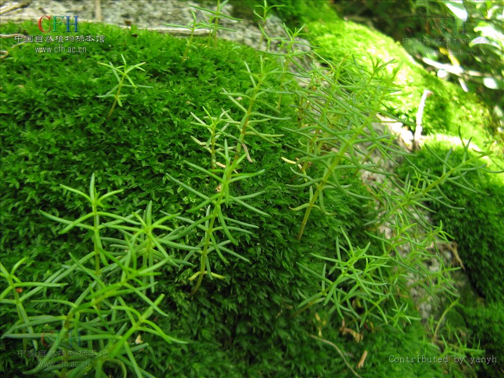 sedum polytrichoides hemsl.