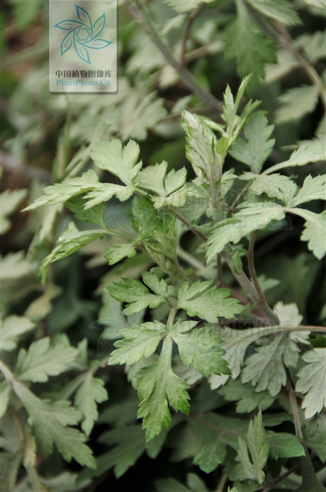  p>南艾蒿, a href="#" data-lemmaid="229000">被子植物门 /a>, a