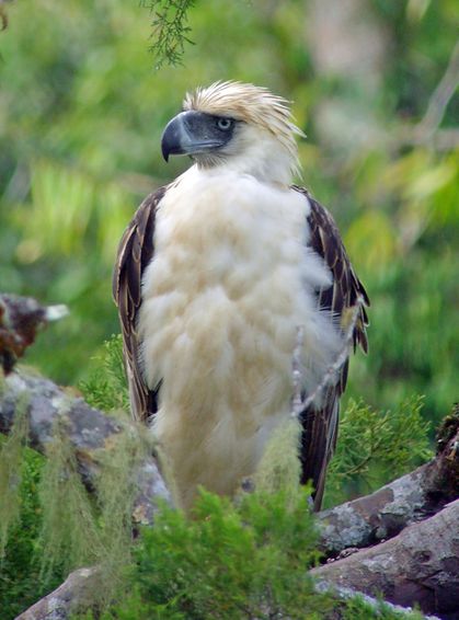  p>食猿雕(学名: i>pithecophaga jefferyi /i>):也称作菲律宾雕.