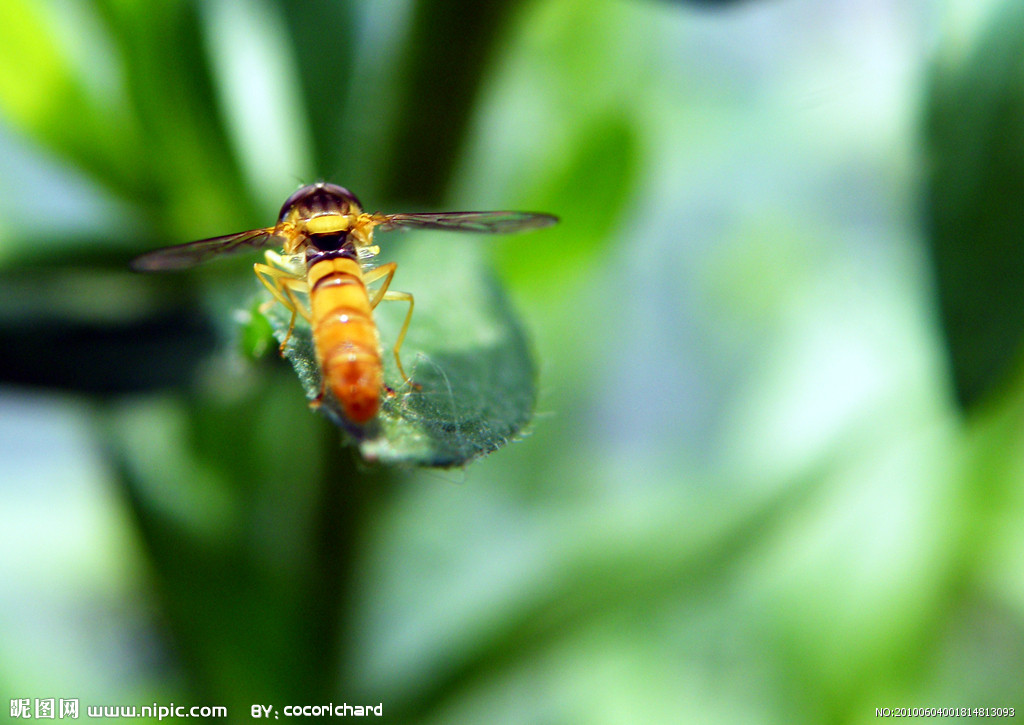  p>禾谷缢管蚜, i>rhopalosiphum padi /i>,为半翅目蚜科缢管蚜属的一
