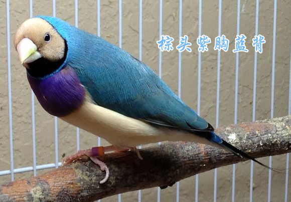 七彩文鸟