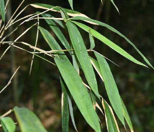  p>桂竹(学名: i>phyllostachys bambusoides  /i>sieb. et zucc.