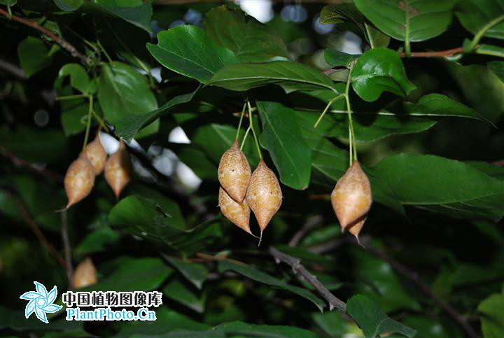  p>秤锤树(学名: i>sinojackia xylocarpa hu /i>)是安息香科,秤锤树