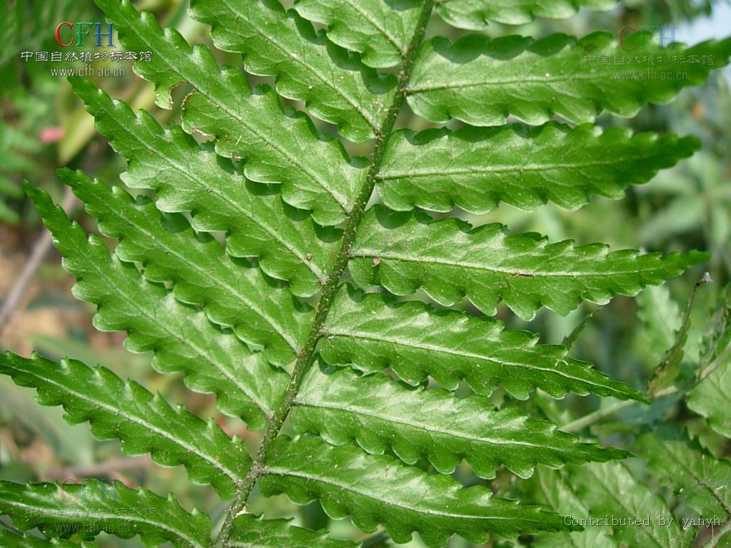  p>藤蕨属是藤蕨科的一个属,大型攀援蕨类,常攀援至树冠顶部.