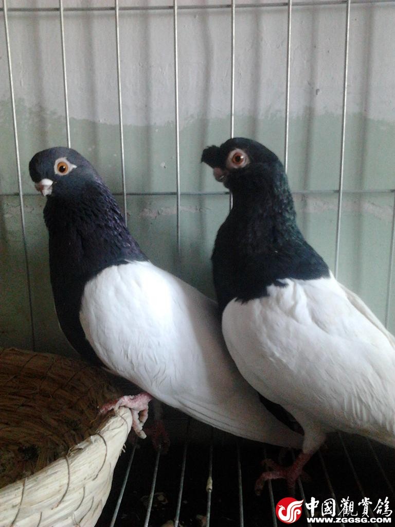  p>铁翅是一种玩赏鸽的品种,产于中国,是 a href="#" data-lemmaid="