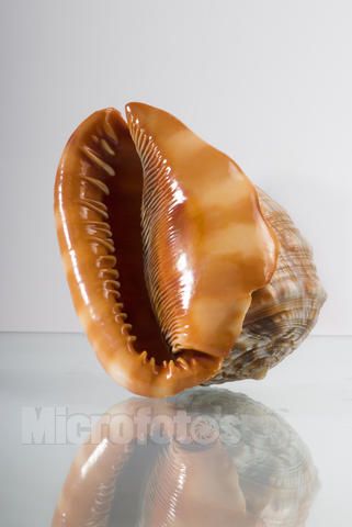 ="tiftlrohqo4j"> span class="ref" data-ctrid="tiftqbfbltgo">海螺