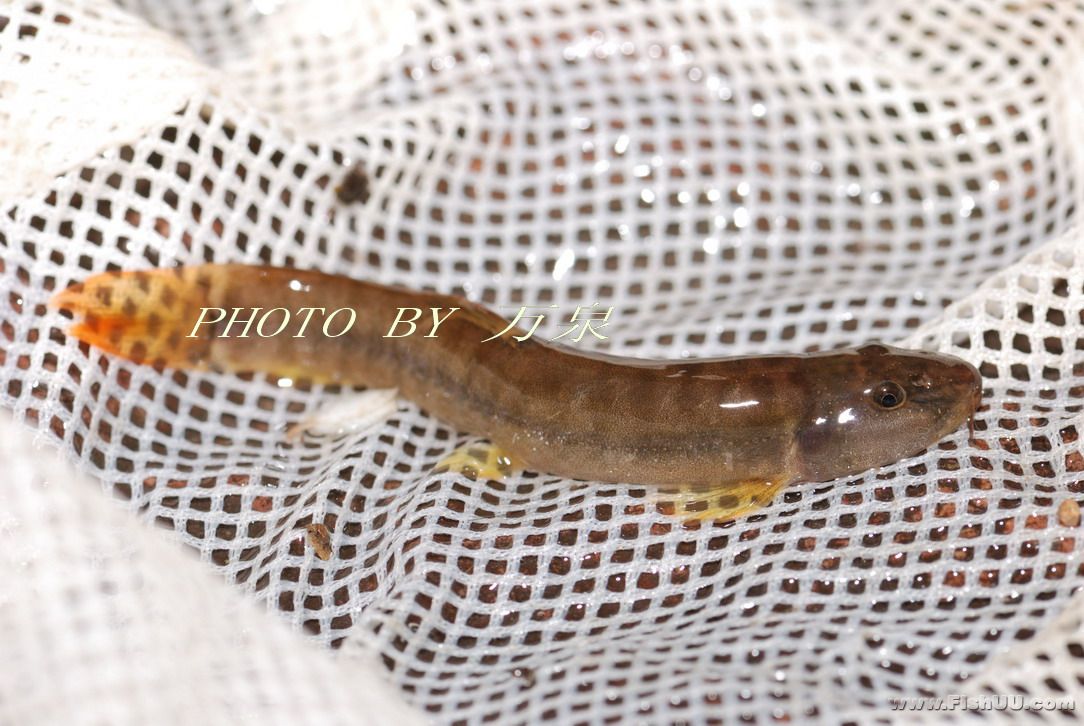  p>条鳅类为底栖性鱼类, a target="_blank" href="/item/似鲇高原鳅