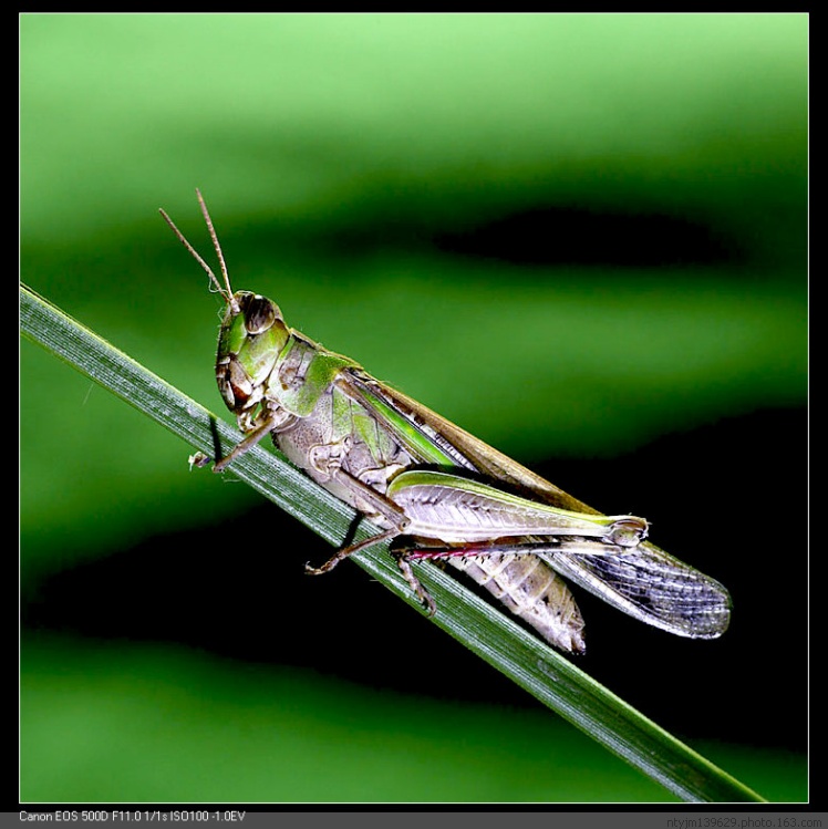 54bczi3">扁旦勾又称 a target="_blank" href="/item/蚂蚱/5155484"