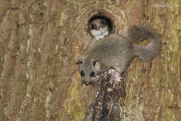 muscardinus avellanarius