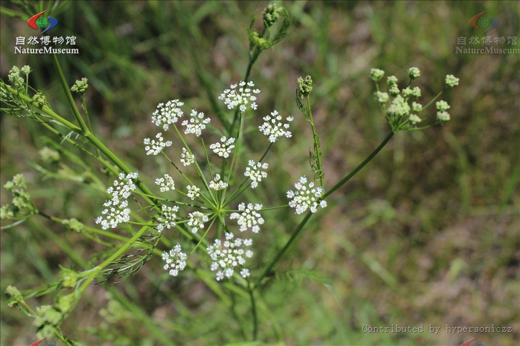 科,通常为茎部中空的 a target="_blank" href="/item/芳香植物/92044
