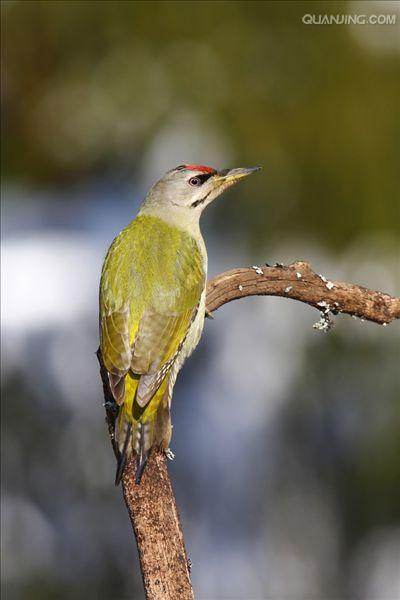 grey-faced woodpecker