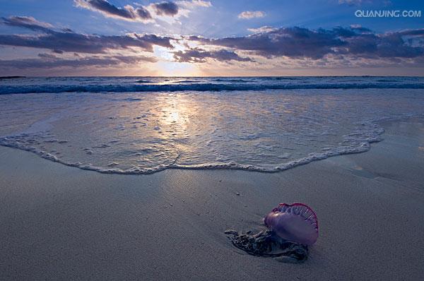 physalia physalia linnaeus