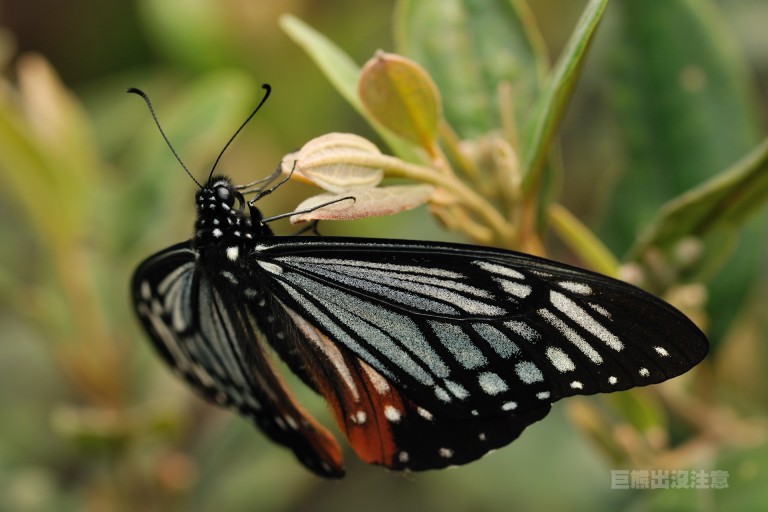  p>褐斑凤蝶( i>chilasa agestor /i>&nbsp;gray,1831)是 a href=