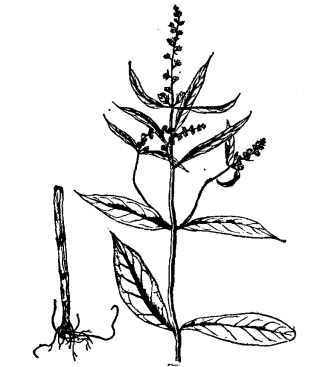 植物退血草,分布于我国四川,贵州.具有清热解毒,利湿止泻之功效