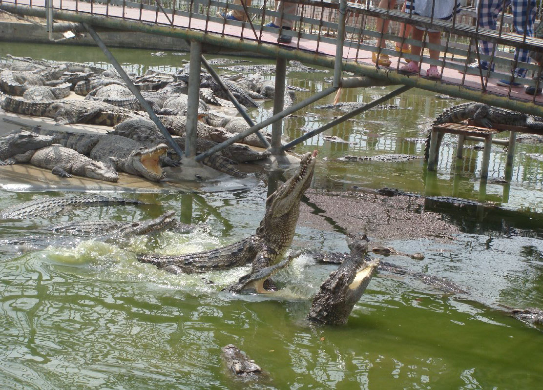 厦门鳄鱼园