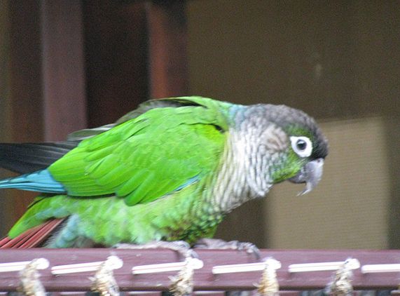  p>绿颊锥尾鹦鹉(学名:pyrrhura molinae)是典型的 a target="_blank"