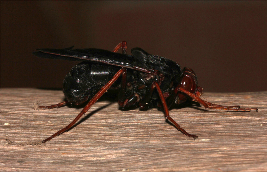 非洲最大型的双翅目之一,犀牛胃蝇的寄主是
