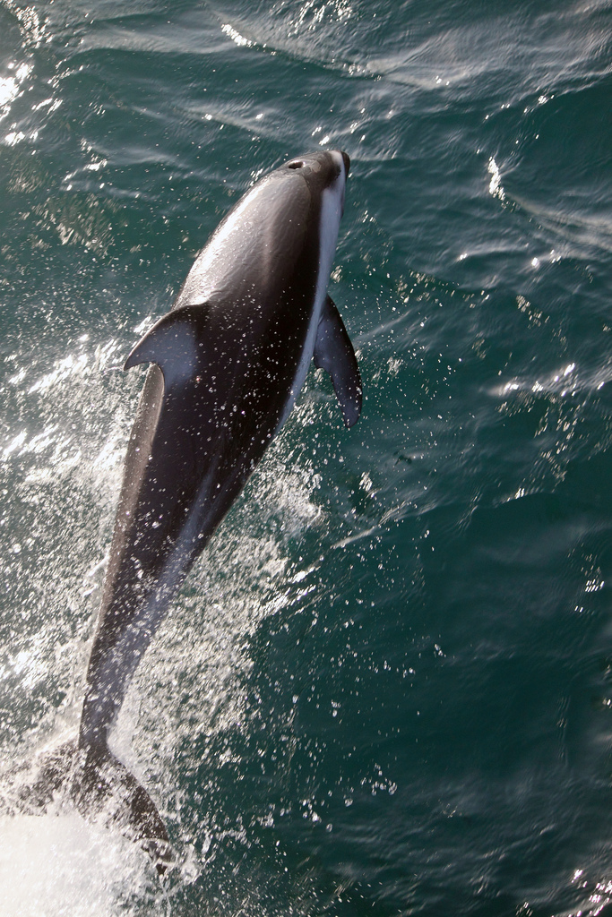 太平洋短吻海豚