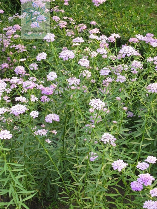  p>屈曲花属属于 a target="_blank" href="/item/十字花科/282107"