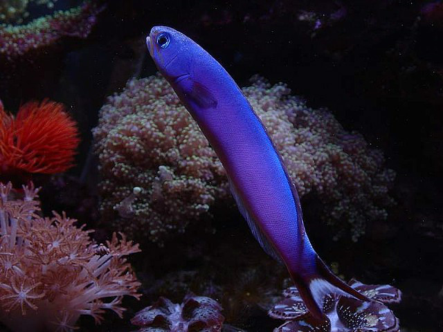 id="gn0f0lp5xt">紫似弱棘鱼(hoplolatilus purpureus)又称紫鸳鸯,为