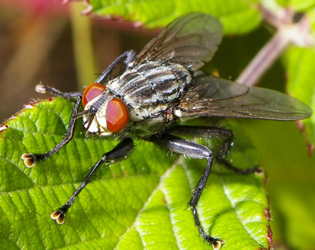 本种是麻蝇科中比较重要的种类.