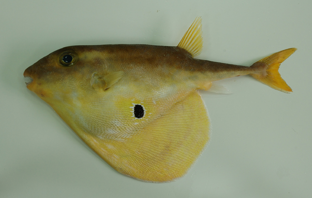  p>三齿鲀(学名:triodon macropterus)为鲀形目三齿鲀科三齿鲀属下的