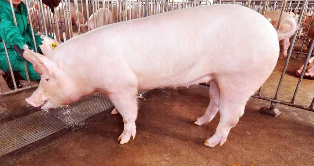  p data-id="gnbtwxpfiu">大约克猪大白猪又称为 a target="_blank"