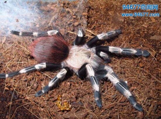 巴西白间红尾蜘蛛