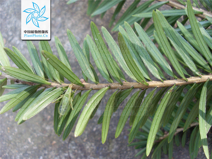 fu):是松科油杉属 a target="_blank" href="/item/乔木/33239" data