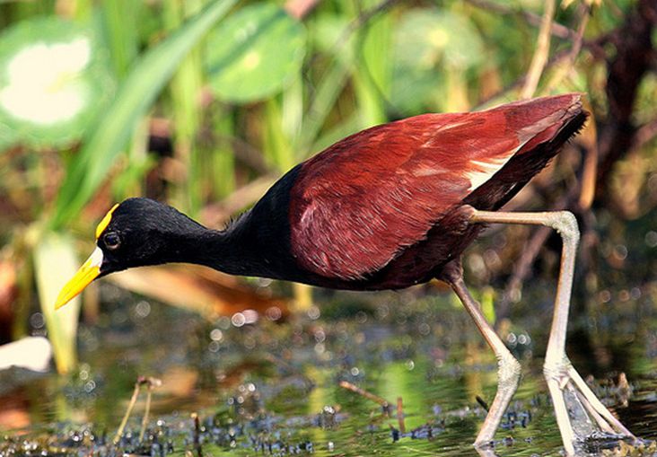 northern jacana