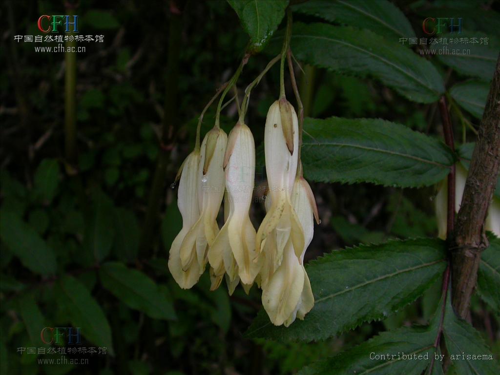 茎直立或近无茎,单轴或合轴.叶多回羽状分裂或为三出复叶.