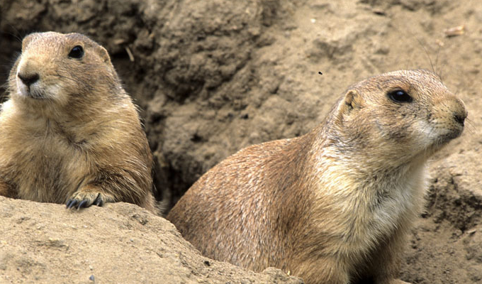 但并非所有鼹鼠都生活在地下,大体上有穴居和水栖两个类型