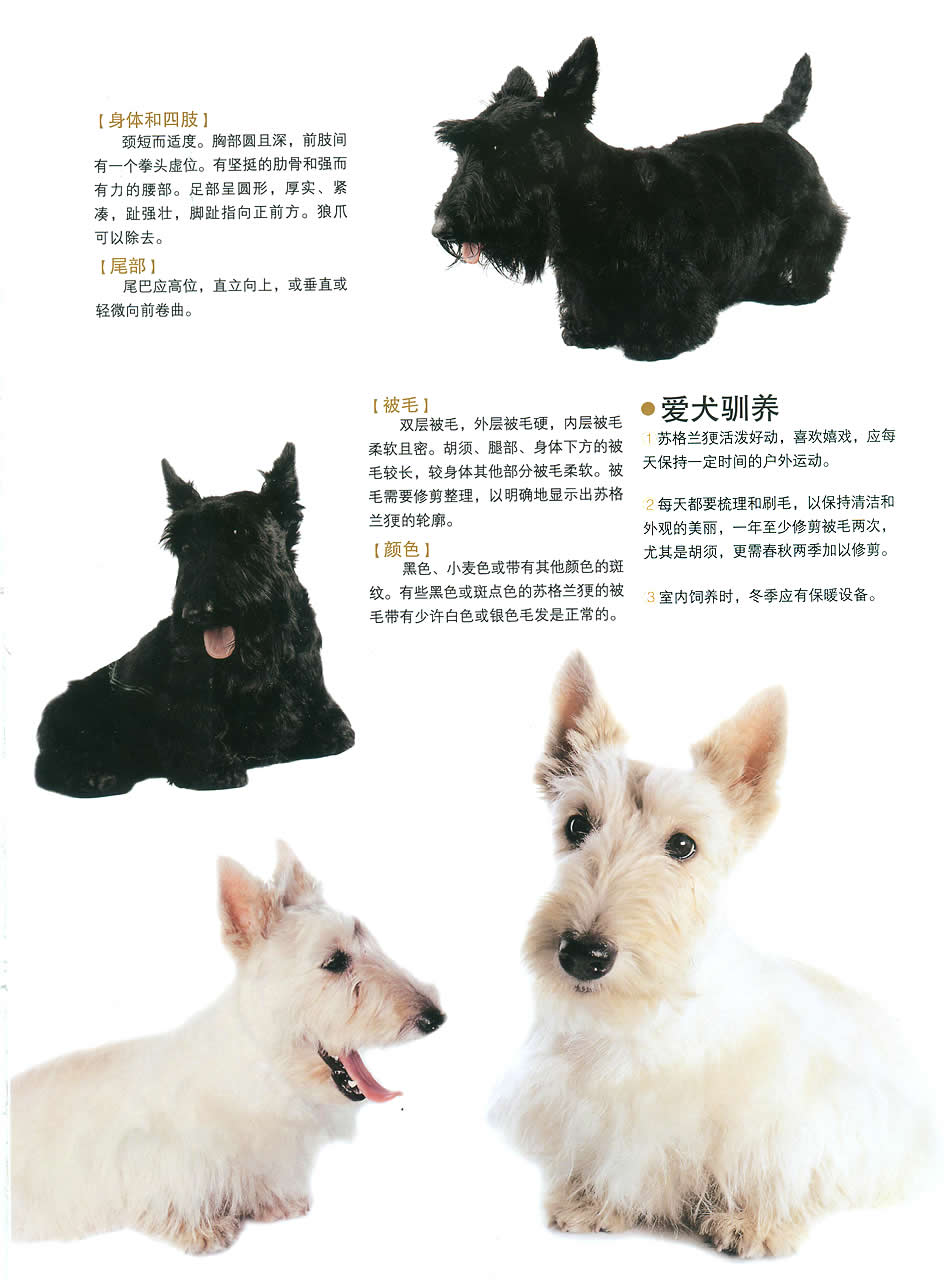  p> a href="#">苏格兰 /a>梗别名亚伯丁梗(aberdeen terrier),绰号"
