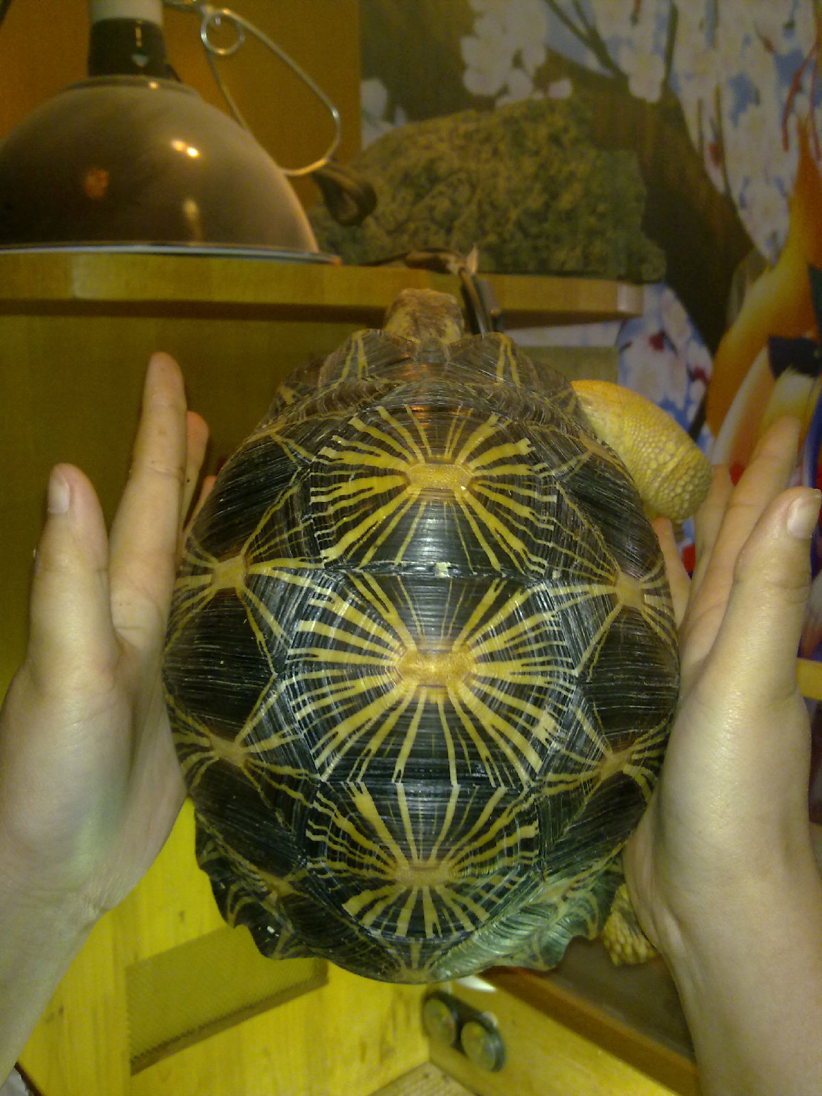 ">辐射陆龟又叫 a target="_blank" href="/item/放射陆龟/5123011"