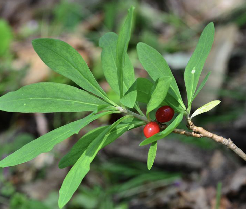长白瑞香的做法(白瑞香花有什么功效)