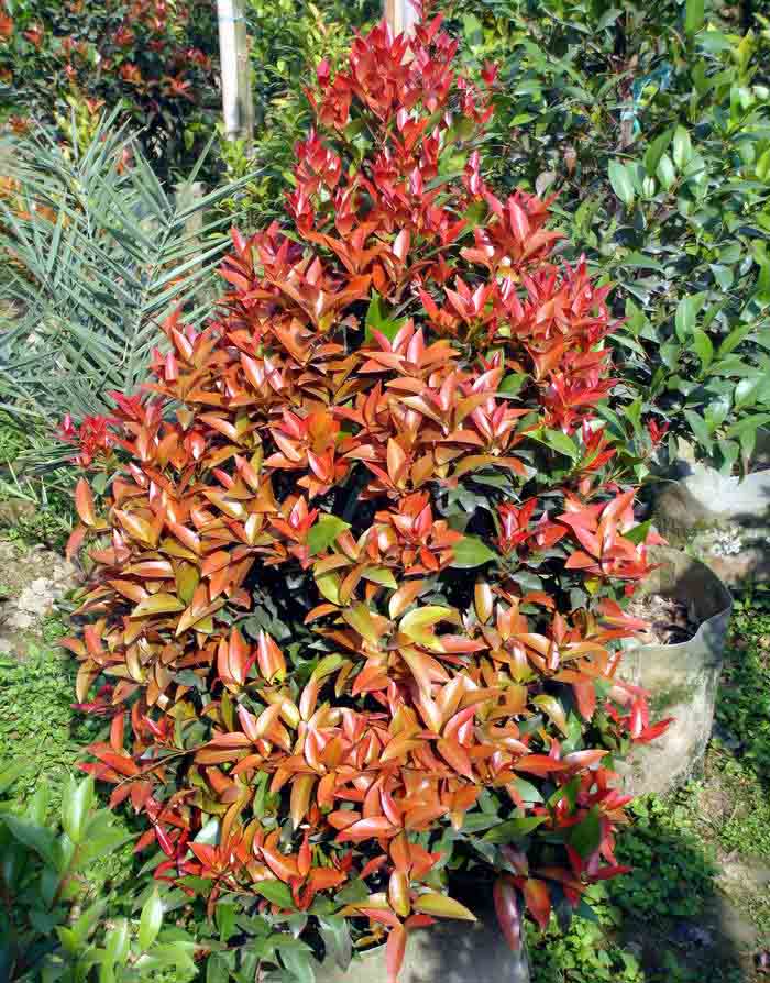 红枝蒲桃(红枝蒲桃果实可以吃吗)