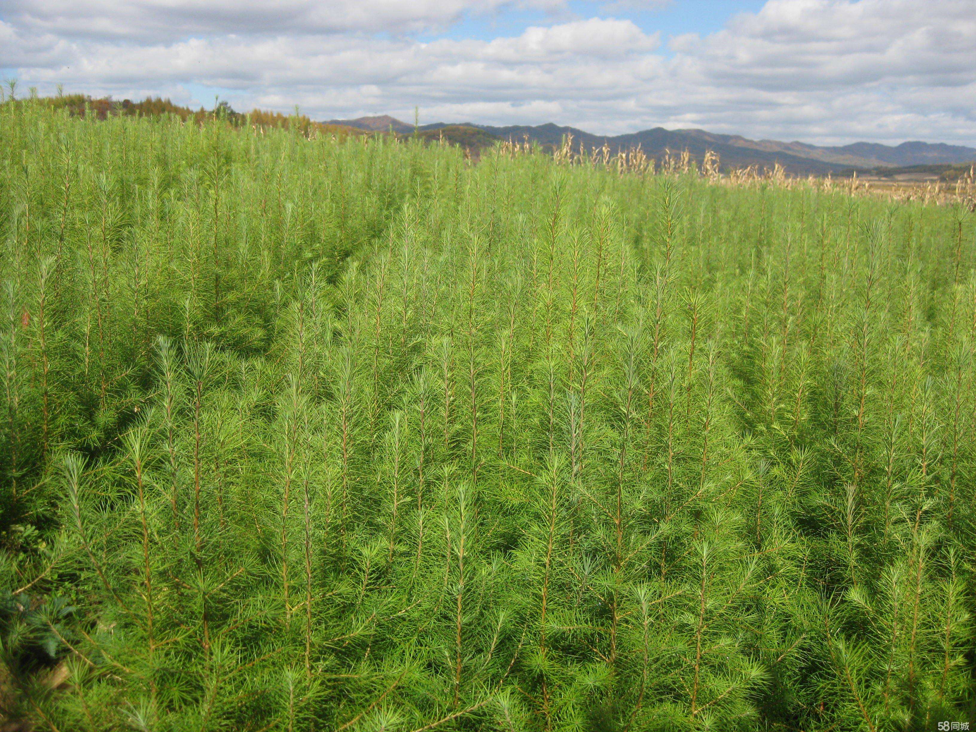  p>云杉(拉丁学名:picea asperata mast.)别名茂县云杉,茂县杉等.