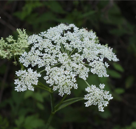  p>大齿山芹(学名: i>ostericum grosseserratum /i>  (maxim.