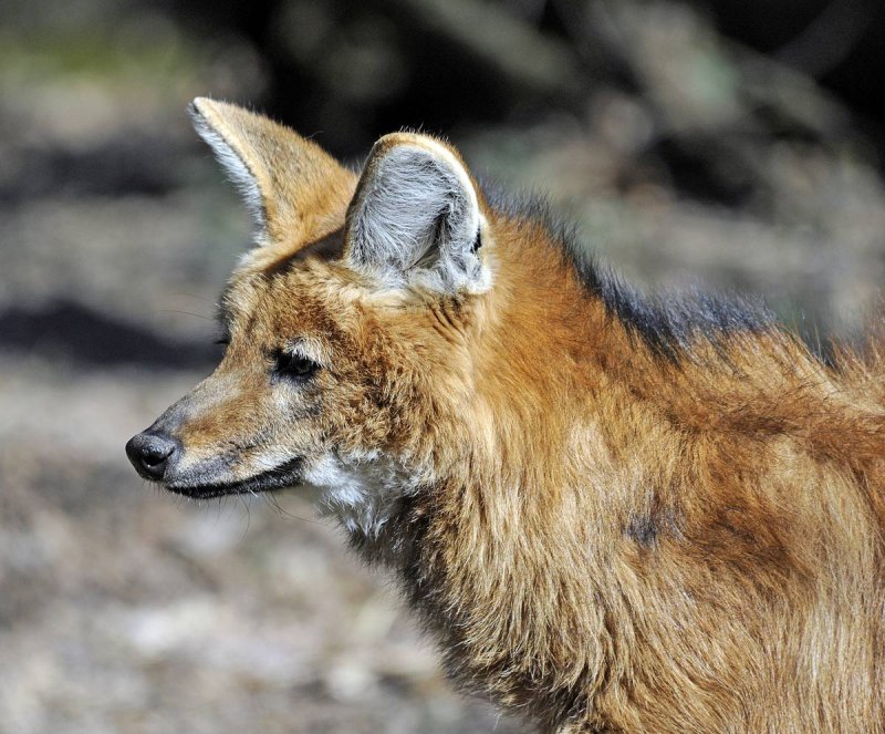  p>鬃狼(学名: i>chrysocyon brachyurus /i>):是 a href="#" data