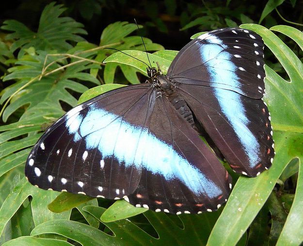  p>双列闪蝶, i>morpho achilles /i> (linnaeus, 1758),鳞翅目 a
