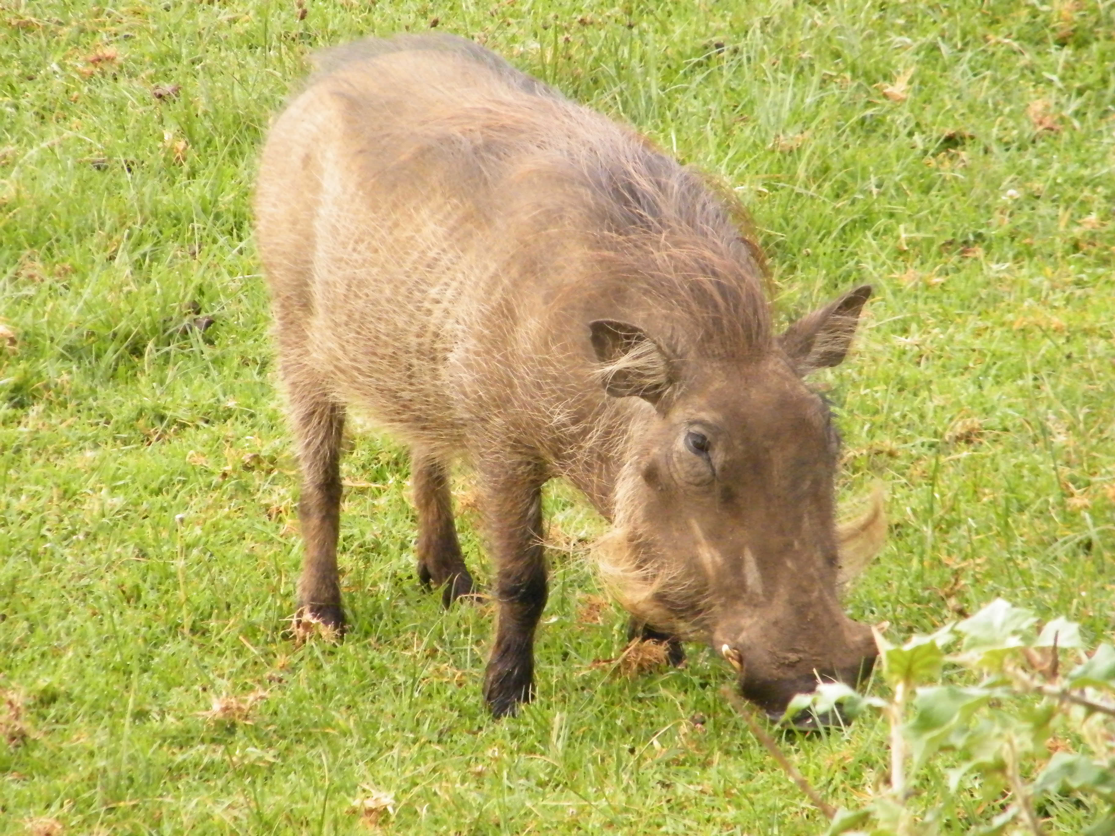 非洲疣猪南非亚种