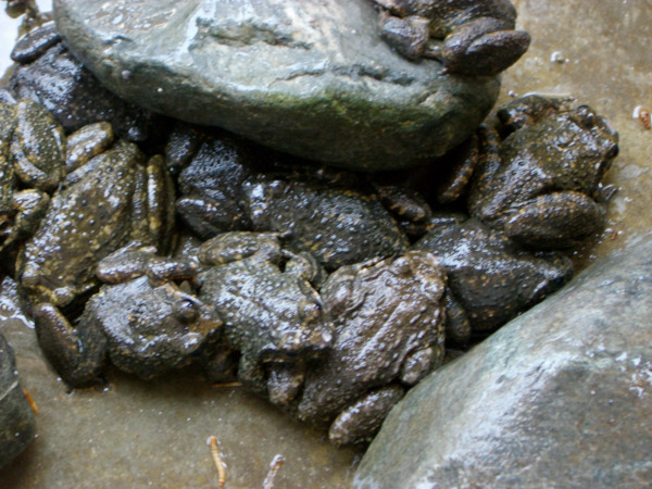  p>石蚌为蛙类之一种,生长在深山等沟的溪流石缝之中,体大如 a href="