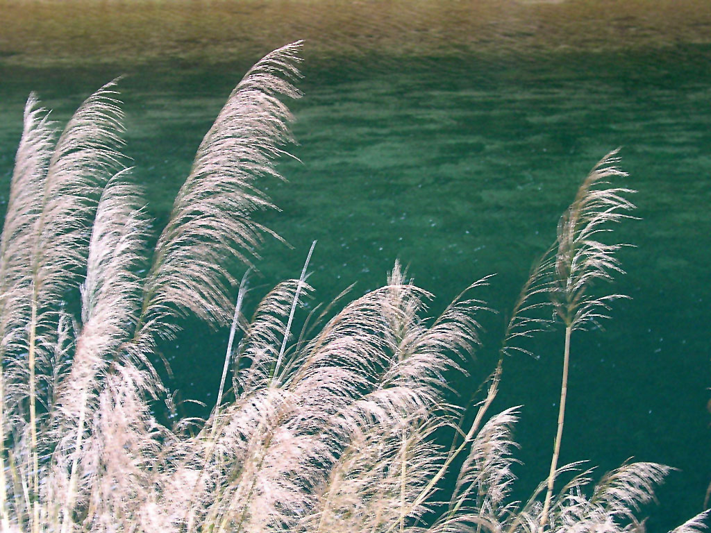 phragmites var.prostrata