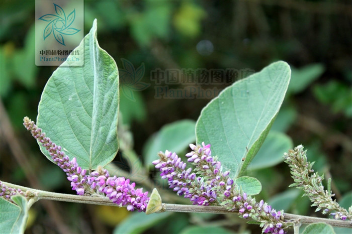 为 a target="_blank" href="/item/双子叶植物纲">双子叶植物纲 a>>