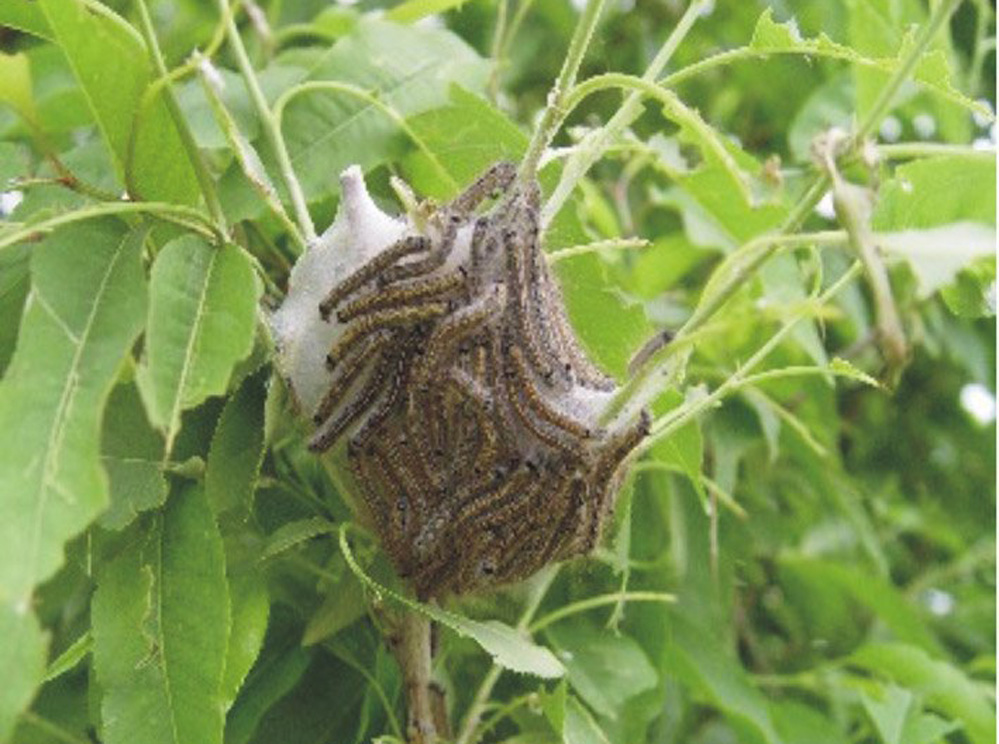  p>天幕毛虫, i>malacosoma neustria testacea /i> motsch,为 a href