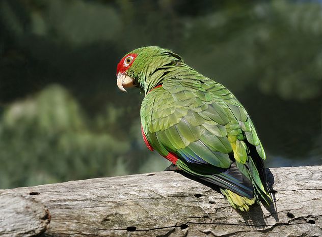  p>红眼镜亚马逊鹦鹉(学名:amazona pretrei)是典型的 a href="#"