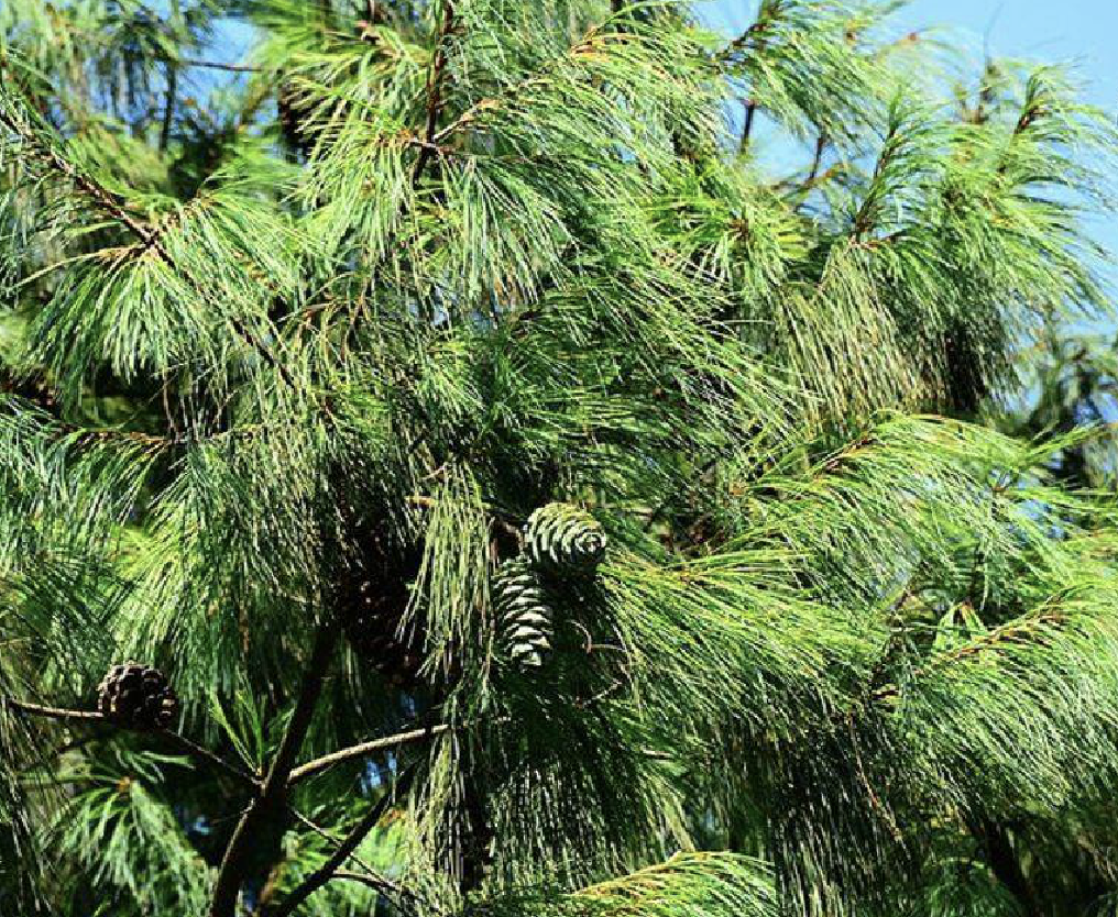  /i>)是松科松属的植物,乔木,高达50米,胸径2米;一年生枝较细,淡褐色