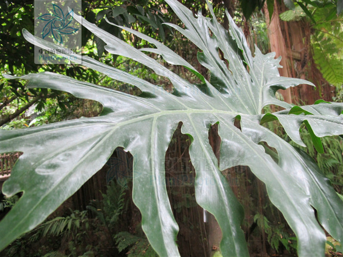  p>箭叶喜林芋( a href="#" data-lemmaid="8074290">学名 /a>