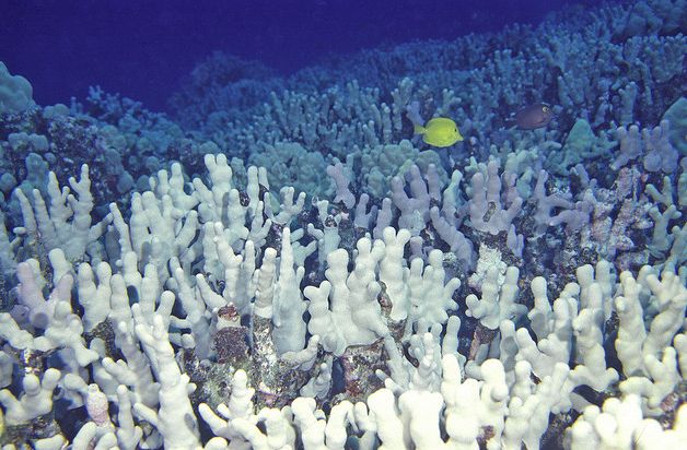  p>扁缩滨珊瑚,学名: i>porites compressa /i>(dana,1846),孔珊瑚科 